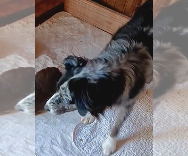 Medium Photo #3 Miniature Australian Shepherd Puppy For Sale in BLACKSBURG, SC, USA