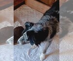 Small #2 Miniature Australian Shepherd