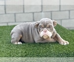 Small #10 English Bulldog