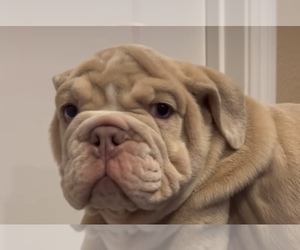 English Bulldog Dog for Adoption in BRENTWOOD, California USA