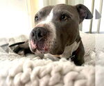 Small #2 American Staffordshire Terrier Mix