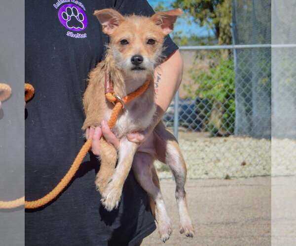 Medium Photo #4 Dachshund-Unknown Mix Puppy For Sale in Huntley, IL, USA