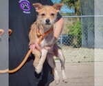 Small Photo #4 Dachshund-Unknown Mix Puppy For Sale in Huntley, IL, USA