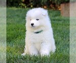 Small #4 Samoyed