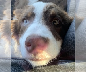 Border-Aussie Puppy for sale in PUEBLO, CO, USA