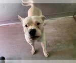 Small #1 Mutt