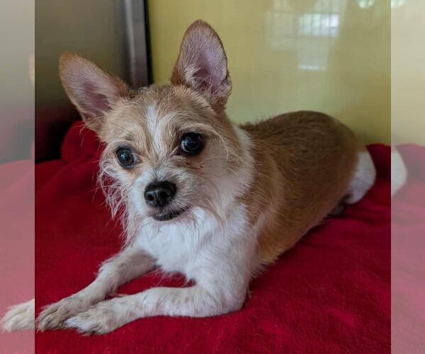 Medium Photo #3 Border Terrier-Jack Russell Terrier Mix Puppy For Sale in Rockwall, TX, USA