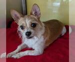 Small #2 Border Terrier-Jack Russell Terrier Mix