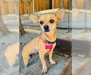 Chihuahua-Unknown Mix Dogs for adoption in Marina Del Rey, CA, USA