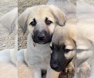 Mastiff Litter for sale in ROBSTOWN, TX, USA