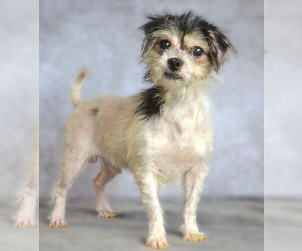 Medium Photo #1 Mutt Puppy For Sale in Holly Springs, NC, USA
