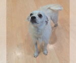 Small #1 Mutt