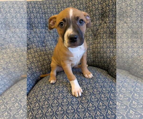Medium Photo #5 American Staffordshire Terrier-Unknown Mix Puppy For Sale in Holly Springs, NC, USA
