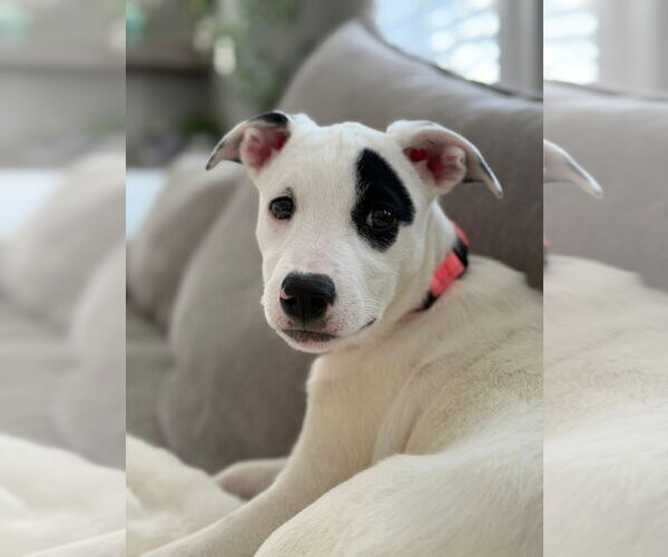 Medium Photo #1 Mutt Puppy For Sale in Germantown, OH, USA