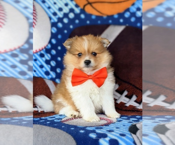 Medium Photo #2 Pomeranian Puppy For Sale in OXFORD, PA, USA