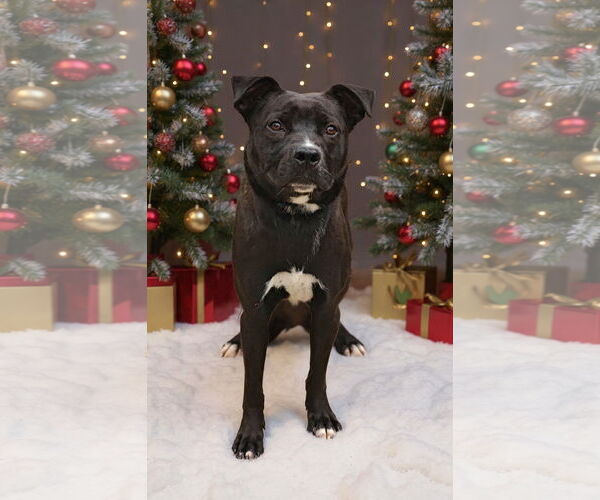 Medium Photo #5 Mutt Puppy For Sale in Talladega, AL, USA