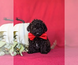 Poodle (Toy) Puppy for sale in KIRKWOOD, PA, USA