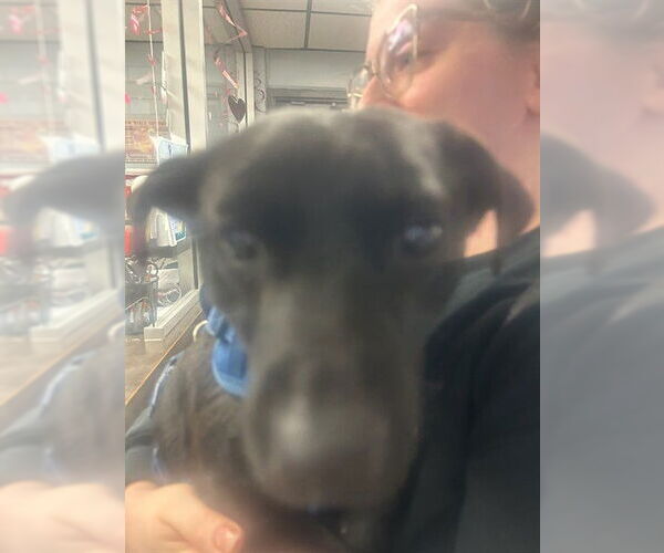 Medium Photo #1 Chihuahua-Unknown Mix Puppy For Sale in Stockton, CA, USA