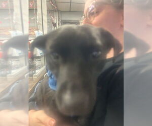 Chihuahua-Unknown Mix Dogs for adoption in Stockton, CA, USA