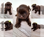Small Photo #1 Shih Tzu Puppy For Sale in HIALEAH, FL, USA