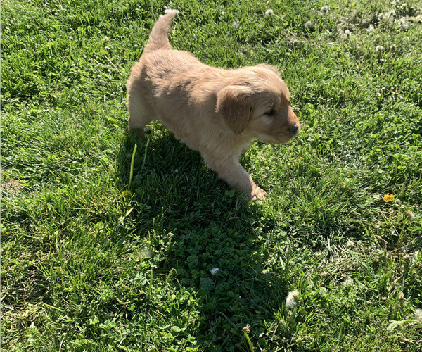 Medium Photo #8 Golden Retriever Puppy For Sale in CLEVER, MO, USA