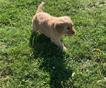 Small #7 Golden Retriever
