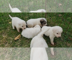 Great Pyrenees Puppy for sale in WINGINA, VA, USA