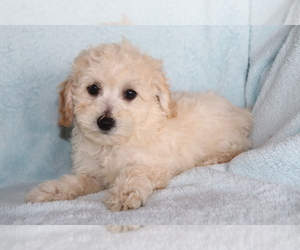Bichpoo Puppy for sale in SHILOH, OH, USA