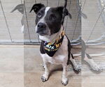 Small #6 Labrador Retriever-Red Heeler Mix