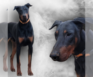 Father of the Doberman Pinscher puppies born on 07/05/2022