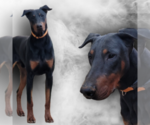 Small Photo #1 Doberman Pinscher Puppy For Sale in MOUNT STERLING, KY, USA