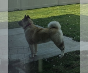 Mother of the Akita puppies born on 09/08/2026