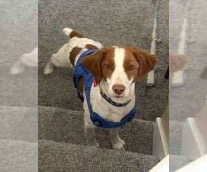 Brittany Dogs for adoption in Curwensville, PA, USA
