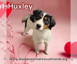Boxer-English Springer Spaniel Mix Dogs for adoption in Anchorage, AK, USA