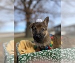 Small Photo #7 German Shepherd Dog Puppy For Sale in KANSAS CITY, KS, USA