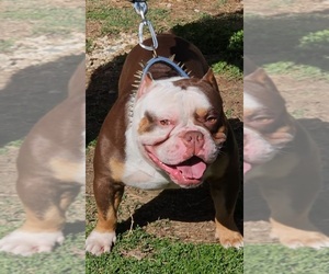 Father of the American Bully puppies born on 11/26/2023