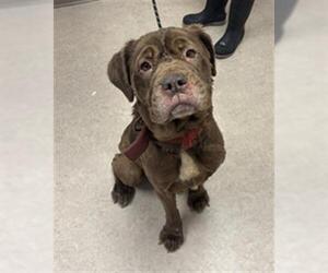 Mastiff Dogs for adoption in Saginaw, MI, USA