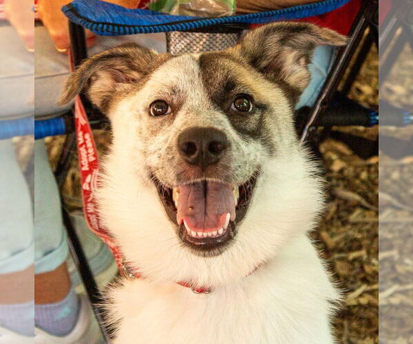 Medium Photo #8 Anatolian Shepherd-Unknown Mix Puppy For Sale in Canton, CT, USA