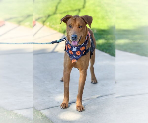 Medium Photo #10 Labrador Retriever-Unknown Mix Puppy For Sale in San Diego, CA, USA