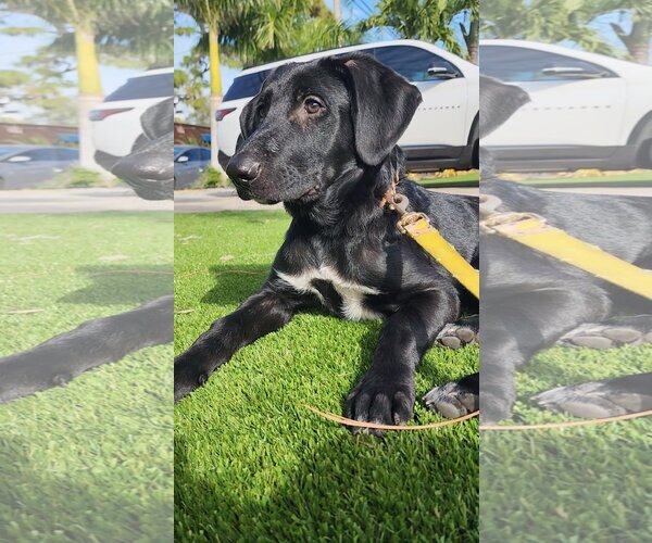 Medium Photo #6 Labrador Retriever-Unknown Mix Puppy For Sale in Tampa, FL, USA