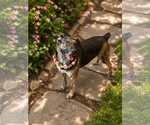 Small #6 Australian Shepherd Mix