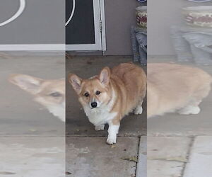 Pembroke Welsh Corgi Dogs for adoption in Banning, CA, USA
