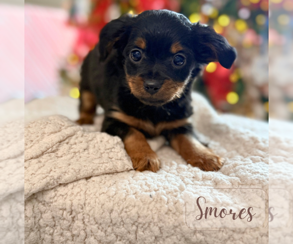 Medium Photo #2 Dachshund Puppy For Sale in ADDISON, IL, USA