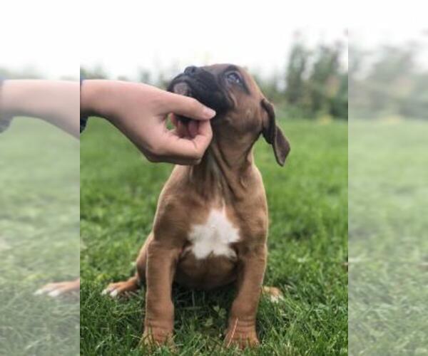 Medium Photo #2 Boxer Puppy For Sale in ASHLAND, OH, USA