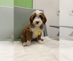 Small Goldendoodle (Miniature)