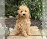 Jane - Female Cockapoo (Miniature) Puppy for Sale - Photo #2