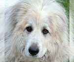 Small #2 Great Pyrenees