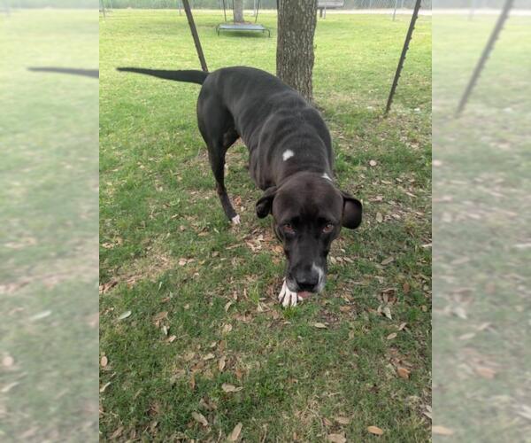 Medium Photo #2 Labrador Retriever-Unknown Mix Puppy For Sale in Texas City, TX, USA