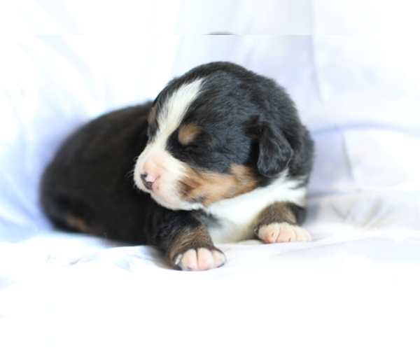 Medium Photo #7 Bernese Mountain Dog Puppy For Sale in PIEDMONT, SC, USA