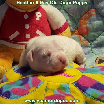 Medium Photo #24 Dogo Argentino Puppy For Sale in JANE, MO, USA